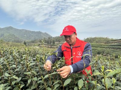 内幕！福建云霄烟草种植基地“百业萧条”-舍宝香烟