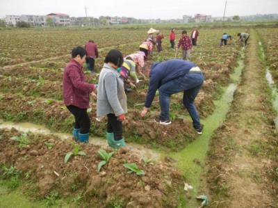 今日公布！国烟一手货源厂家“荣华富贵”