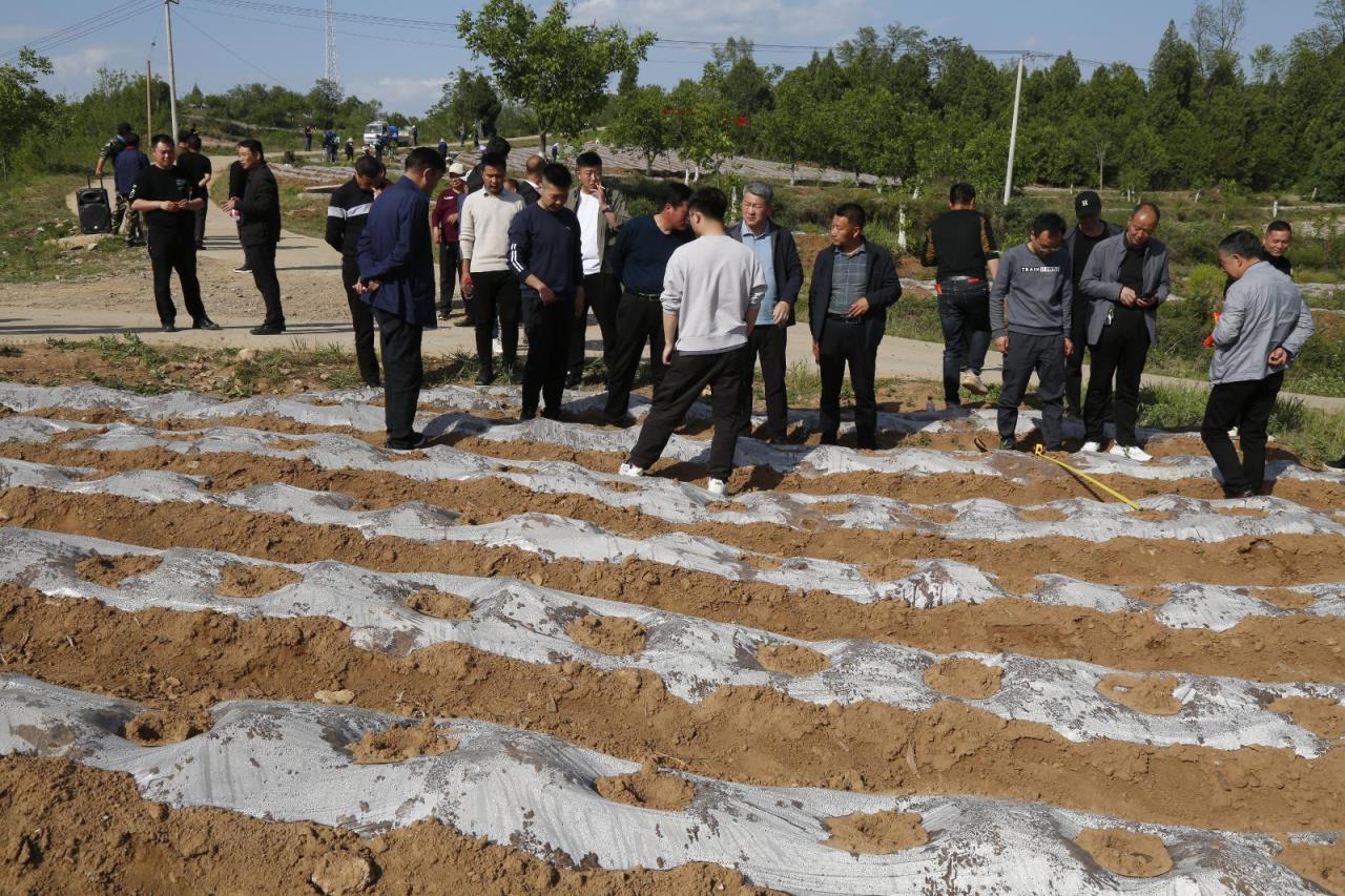 突发快讯！福建云霄卷烟厂家“拔山举鼎”