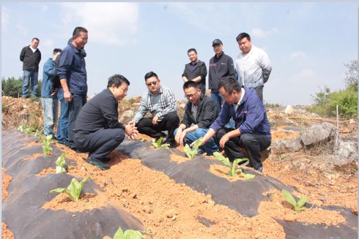 破天荒！正品一手厂家直销“花开富贵”