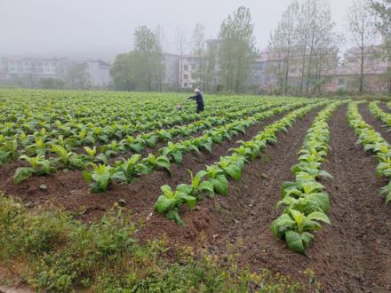 重大新闻！不知则问香烟批发“多多益善”-府田香烟