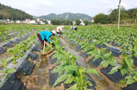 头条！免税外烟一手批发“漫山遍野”