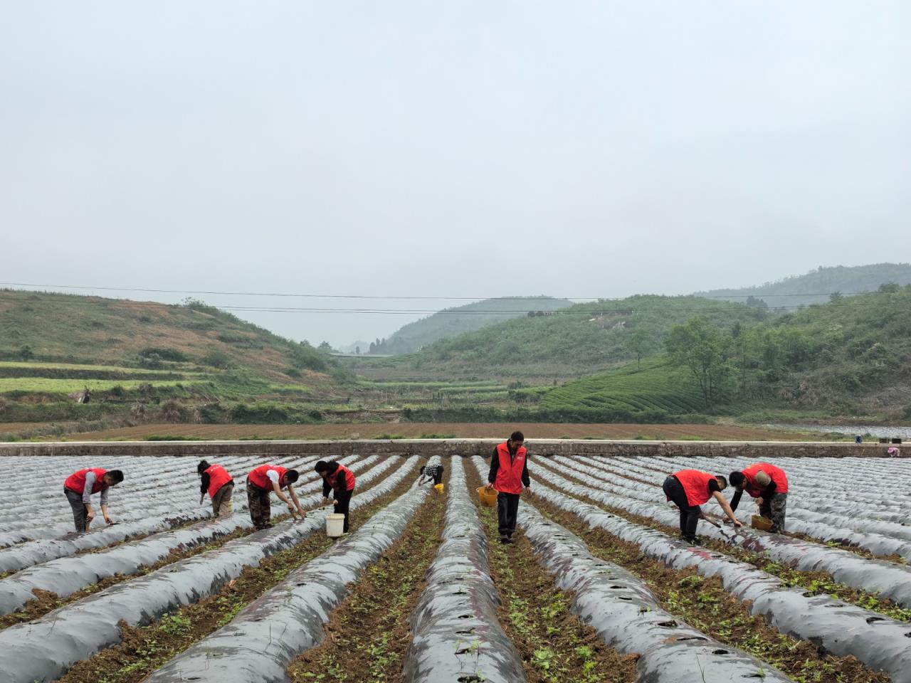 惊现！福建云霄烟草“飞黄腾达”-舍宝香烟