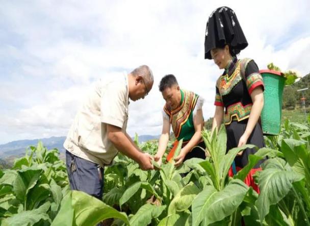 终于发现！广西代工香烟“与时俱进”-金顿香烟网