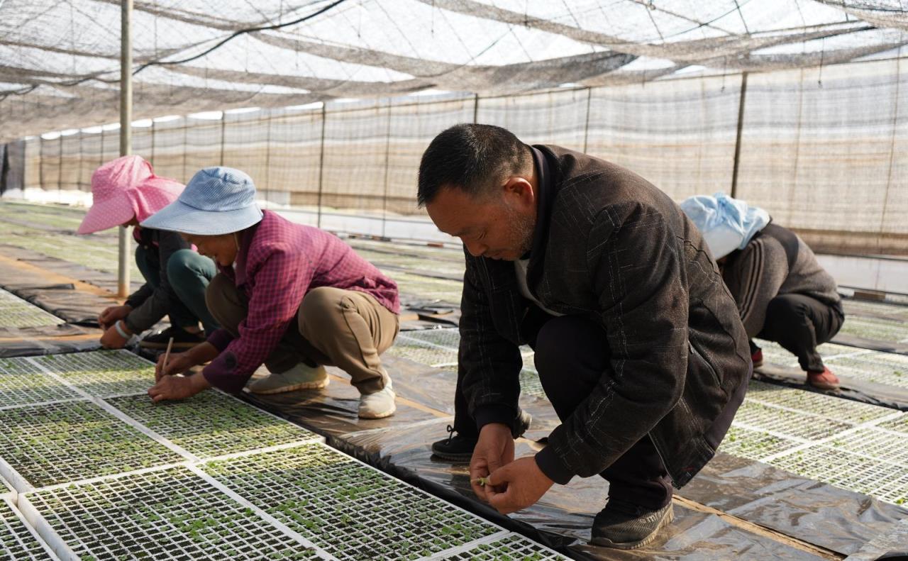 深入解析红塔山硬人为峰香烟的市场行情