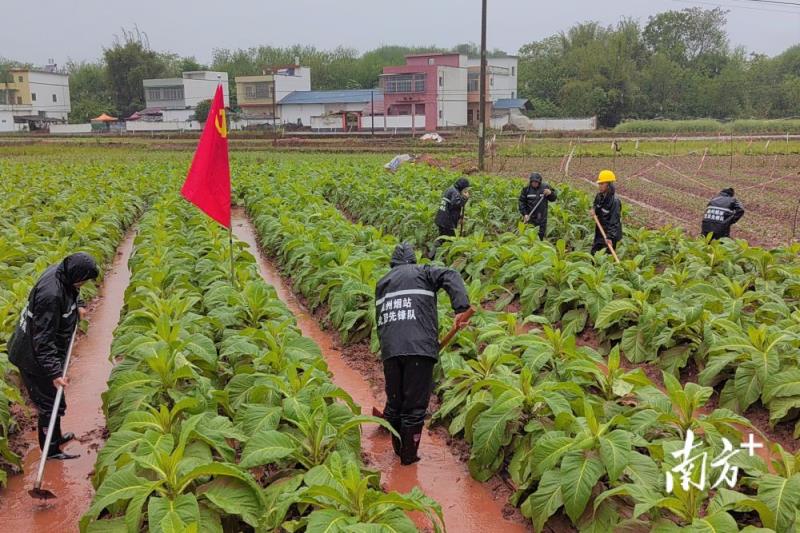 快讯快报！正品口粮烟草专卖“滔滔不绝”