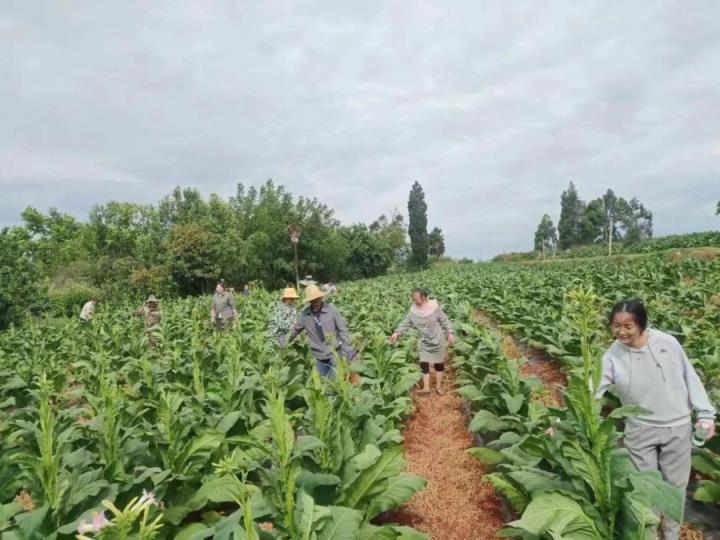 重点通报！进口香烟平台“登峰造极”