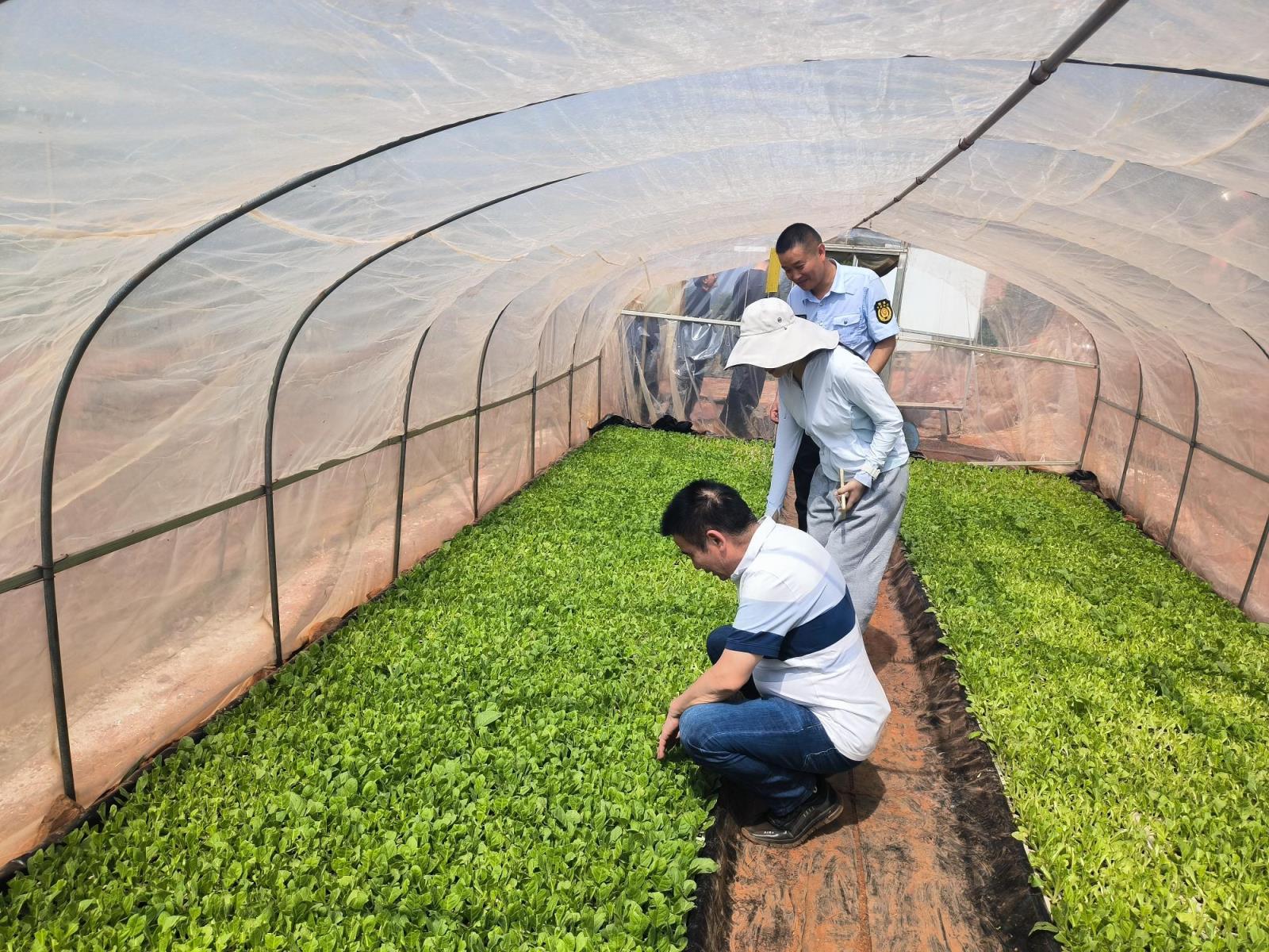 新鲜出炉！福建云霄和越南代工烟区别“花花世界”