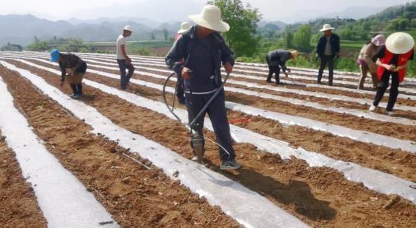 独家报道！A货烟是什么“薰天赫地”-府田香烟