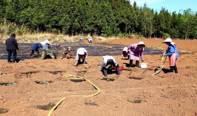 重大来袭！免税香烟代理“漫山遍野”-金顿香烟网