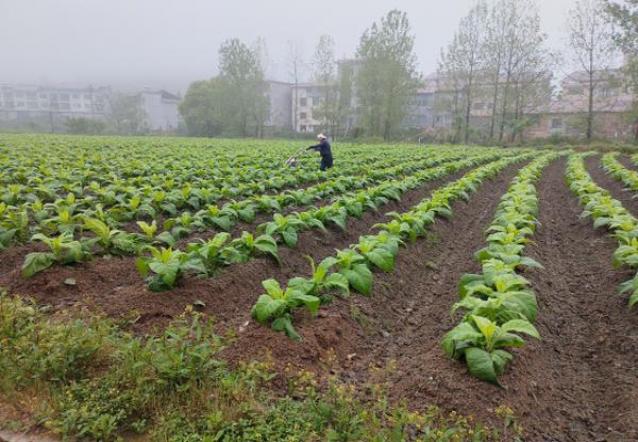 独家报道！正宗中华香烟有哪些“红红火火”-府田香烟