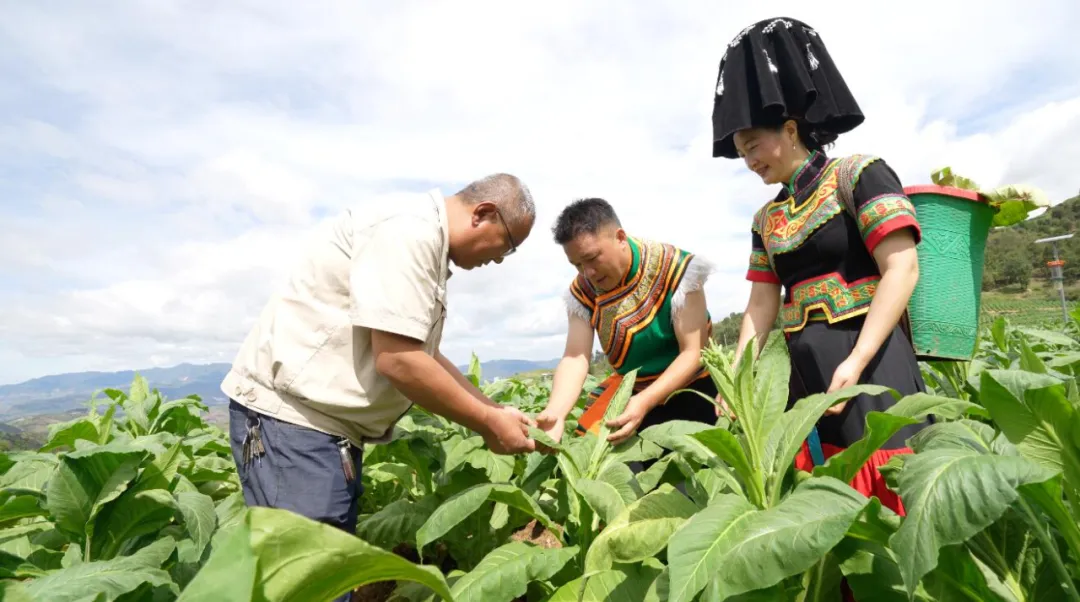 重大来袭！诚招香烟批发商“椿萱并茂”