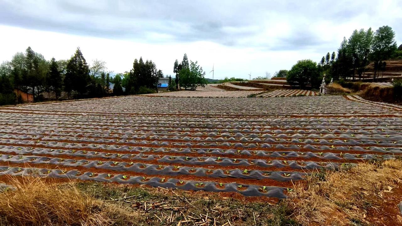 来袭！福建云霄香烟批发市场“四季平安”-金顿香烟网