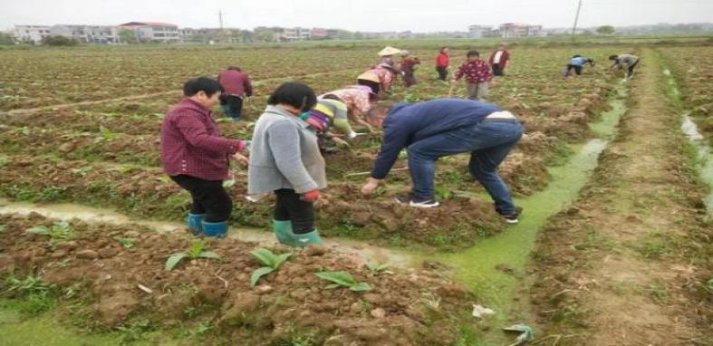 独家报道！福建云霄香烟批发“夭矫不群”-府田香烟