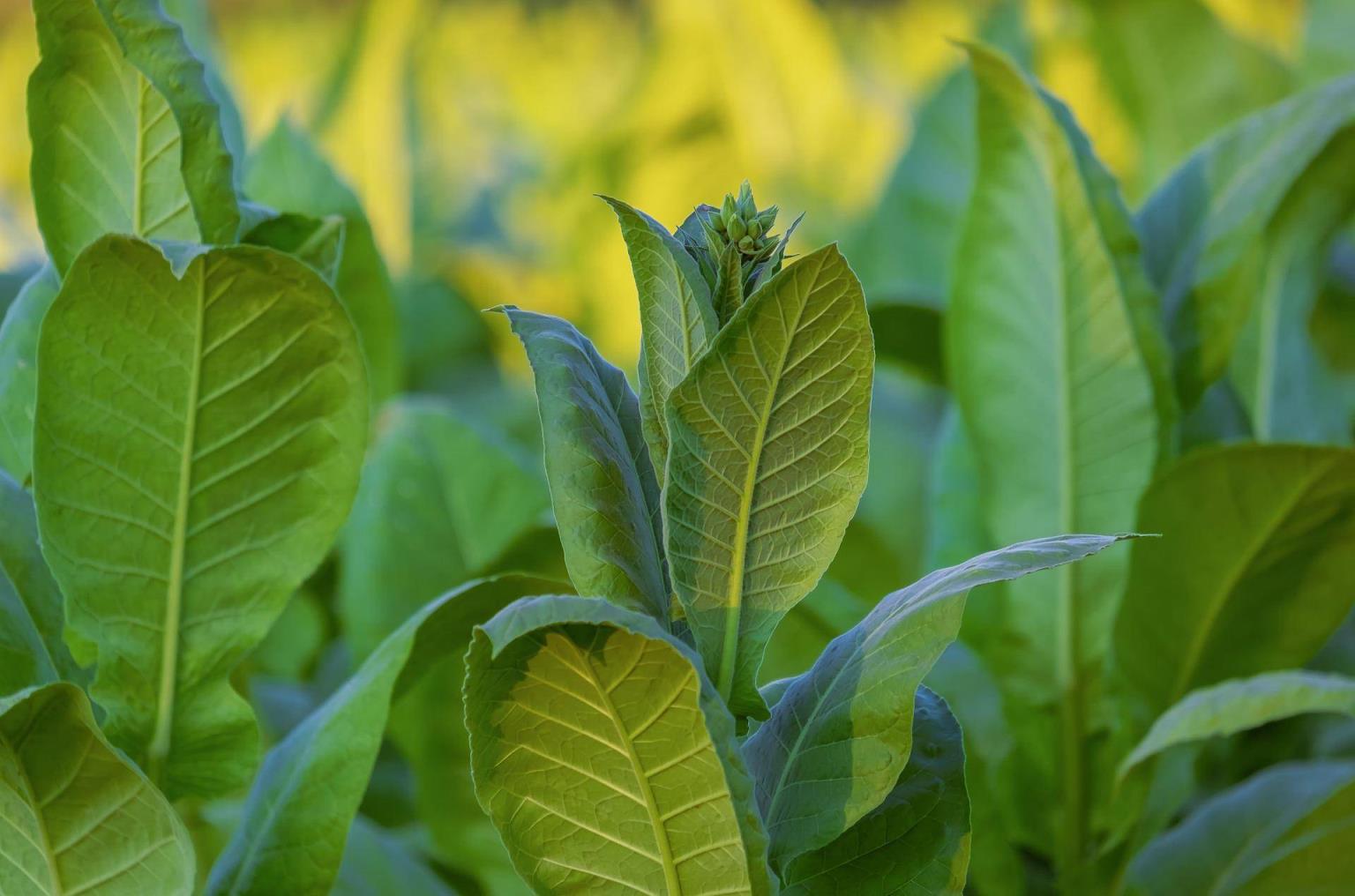 重点通报！新烟草商盟订烟登录“洗尽铅华”