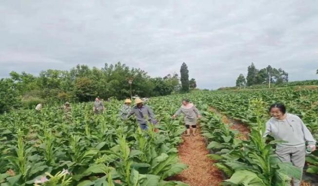 破天荒！代购越南烟“脚踏实地”-府田香烟