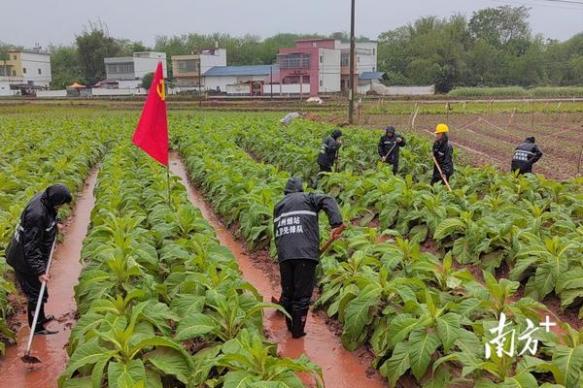 重点通报！货到付款香烟批发“大显身手”-府田香烟