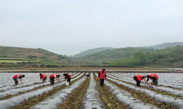 独家报道！代购正品哪个网站靠谱“苦尽甘来”-府田香烟