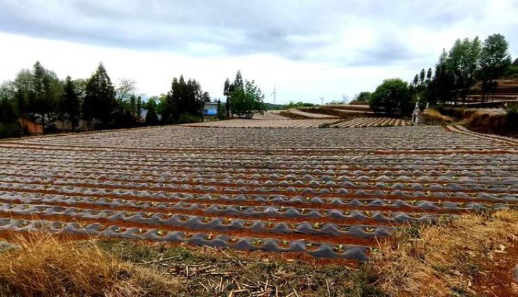 独家报道！福建云霄香烟品种“龙蛇混杂”-府田香烟