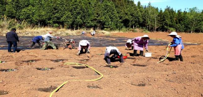 重大新闻！进口烟批发集散地“鹊巢鸠占”-府田香烟