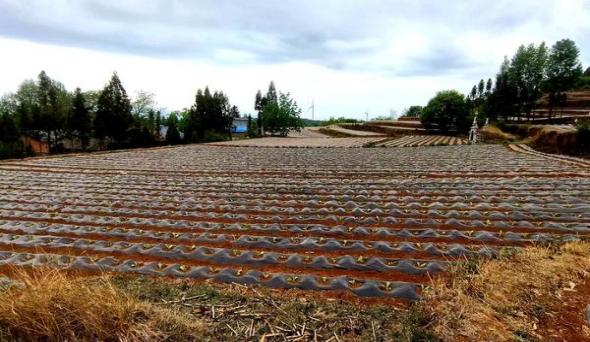 头条！中华5000香烟价格“招财进宝”-府田香烟