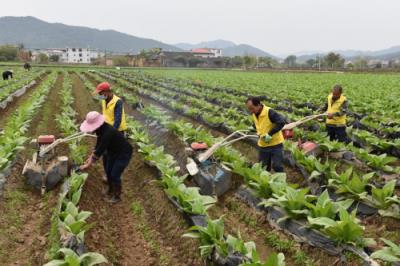 精选！南京雨花石批发渠道订货指南及操作手册