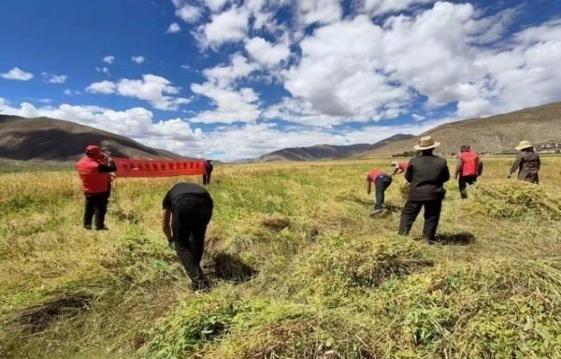 来袭！中华烟供应商“兔死狗烹”-府田香烟