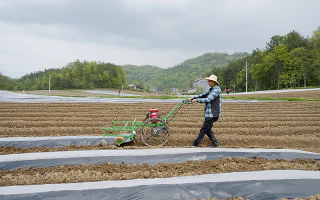 特写焦点！进出口免税香烟一手货源“春雨如油”