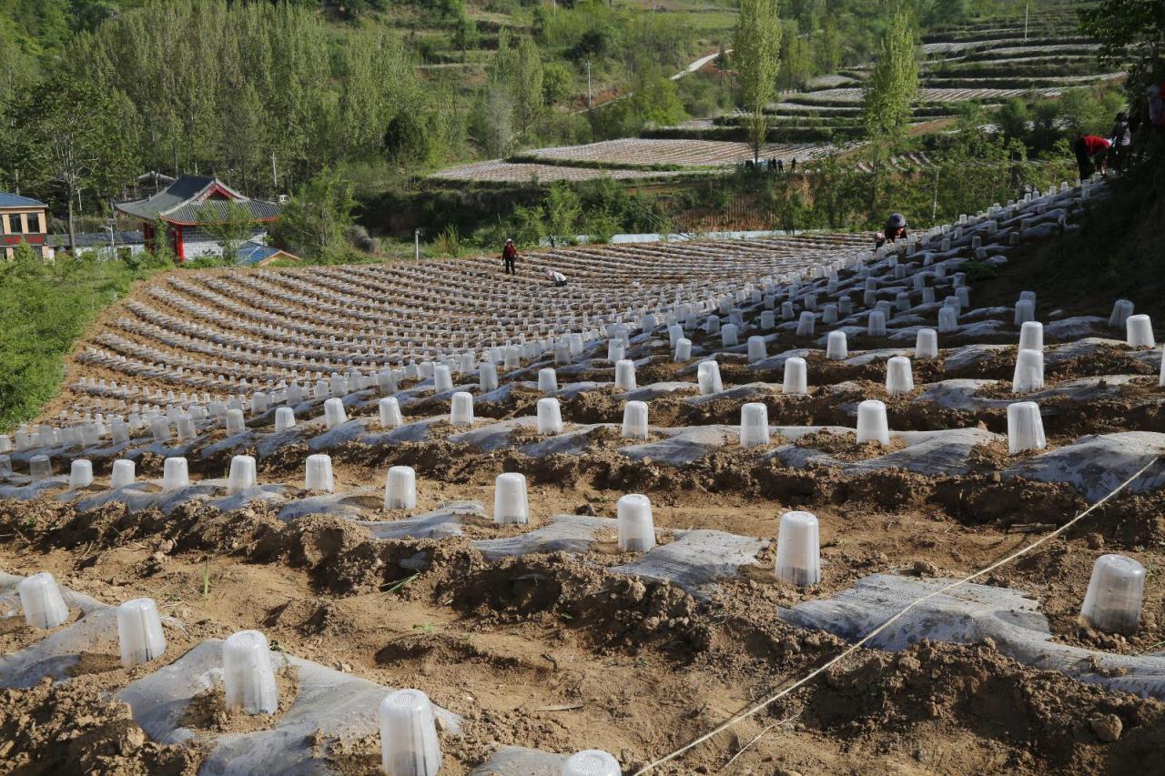 独家报道！云霄香烟批发市场在哪里“鸟语花香”-金顿香烟网