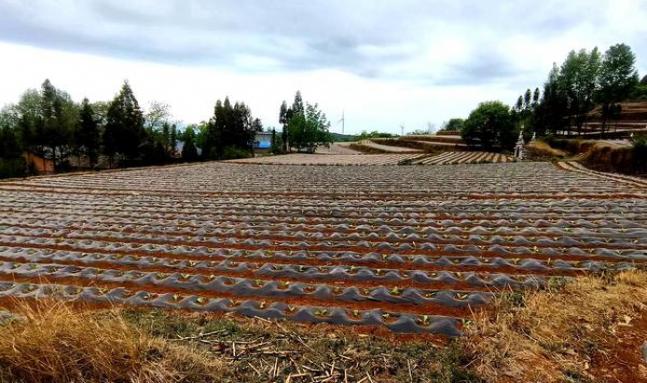 内幕！福建云霄烟总仓机场直供“鹊巢鸠占”-金顿香烟网