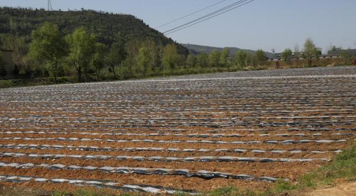 重大新闻！代工香烟批发“莺歌燕舞”-府田香烟